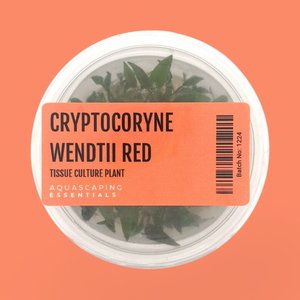 Cryptocoryne Wendtii Red Tissue Culture (Aquascaping Essentials)