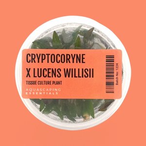 Cryptocoryne x Lucens Willisii Tissue Culture (Aquascaping Essentials)