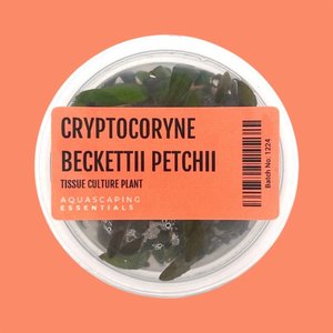 Aquarium Plants: Cryptocoryne Beckettii 'Petchii' Tissue Culture (Aquascaping Essentials)