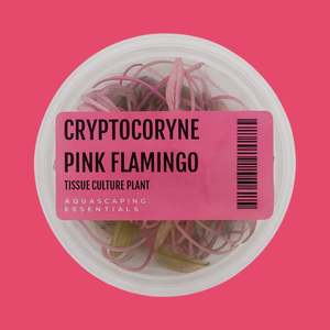 Aquarium Plants: Cryptocoryne Pink Flamingo Tissue Culture (Aquascaping Essentials)