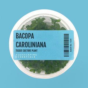 Aquarium Plants: Bacopa Caroliniana Tissue Culture (Aquascaping Essentials)