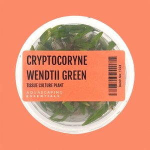 Cryptocoryne Wendtii 'Green Tissue Culture (Aquascaping Essentials)