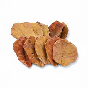 Catappa Leaves