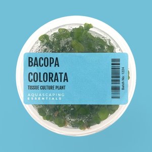 Bacopa Colorata Tissue Culture (Aquascaping Essentials)
