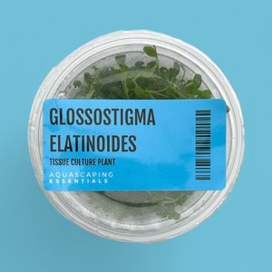 Stem: Glossostigma Elatinoides Tissue Culture (Aquascaping Essentials)