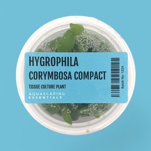 Hygrophila Corymbosa Compact Tissue Culture (Aquascaping Essentials)