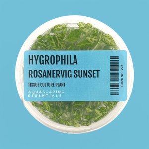 Stem: Hygrophila Rosanervig Sunset Tissue Culture (Aquascaping Essentials)