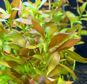 Ludwigia Repens
