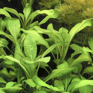 Stem: Lobelia Cardinalis (Rare)