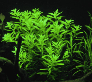 Stem: Limnophila Aromatica Green (Rare)