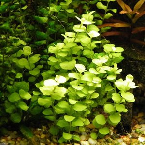 Stem: Lysimachia Nummularia 'Aurea' (Gold Moneywort)