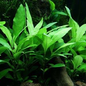 Hygrophila Corymbosa 'Siamensis'