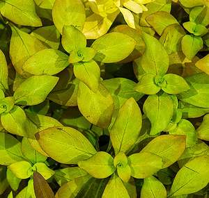 Stem: Ludwigia Palustris