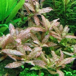 Stem: Hygrophila Polysperma 'Rosanervig' (Sunset)