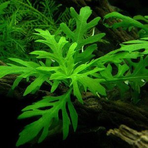 Hygrophila Difformis (Water Wisteria)