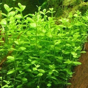 Lindernia Rotundifolia