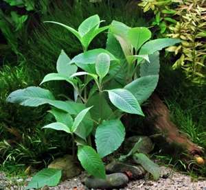Stem: Hygrophila Corymbosa 'C. Stricta' (Cherry Leaf)