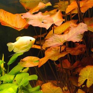 Taxiphyllum barbieri (Java Moss)