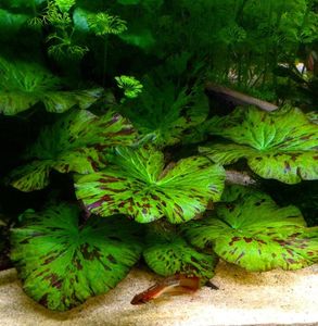 Moss: Vesicularia Dubyana 'Christmas' (Christmass Moss)