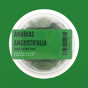 Rhizome: Anubias Angustifolia Tissue Culture (Aquascaping Essentials)