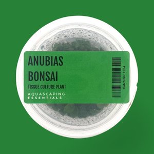 Anubias Bonsai Tissue Culture (Aquascaping Essentials)
