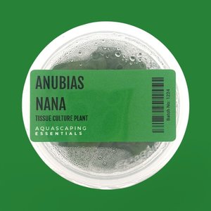 Rhizome: Anubias Barteri var. Nana Tissue Culture (Aquascaping Essentials)