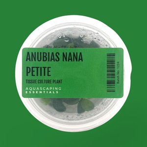 Rhizome: Anubias Nana Petite Tissue Culture (Aquascaping Essentials)