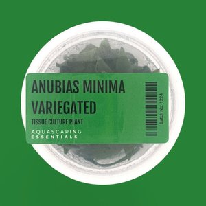 Rhizome: Anubias Minima Variegated Tissue Culture (Aquascaping Essentials)