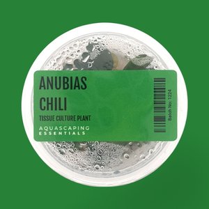 Anubias Chili Tissue Culture (Aquascaping Essentials)