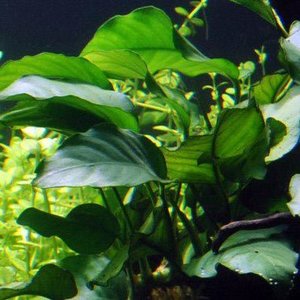 Rhizome: Anubias Barteri var. Barteri