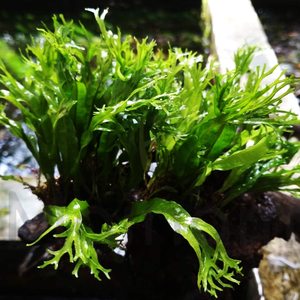 Rhizome: Microsorum pteropus 'Windeløv' Java Fern