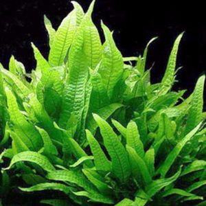 Rhizome: Java Fern Philippines