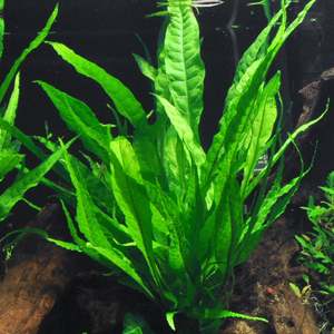 Rhizome: Microsorum pteropus (Broad Leaf Java Fern)
