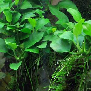 Anubias Barteri var. Nana