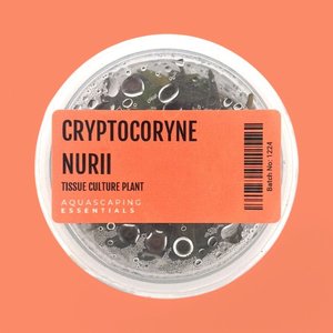 Rosette: Cryptocoryne Nurii Tissue Culture (Aquascaping Essentials)