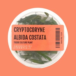 Rosette: Cryptocoryne Albida Costata Tissue Culture (Aquascaping Essentials)