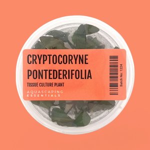 Rosette: Cryptocoryne Pontederiifolia ‘Schott’ Tissue Culture (Aquascaping Essentials)