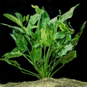Rosette: Echinodorus Cordifolius 'Marble Queen' (Rare)