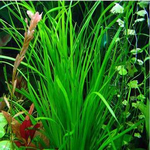 Rosette: Cyperus Helferi