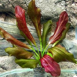 Rosette: Echinodorus 'Rose Sword'