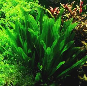 Echinodorus Uruguayensis – Uruguayan Sword Plant
