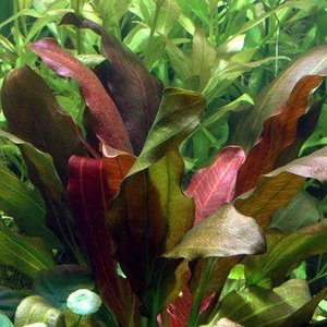 Rosette: Echinodorus 'Barthii' (Osiris)