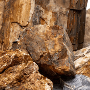 Stones: Petrified Wood Stone