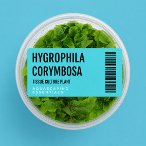 Aquarium Plants: Hygrophila Corymbosa Tissue Culture (Aquascaping Essentials)