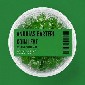 Aquarium Plants: Anubias Barteri 'Coin Leaf' Tissue Culture (Aquascaping Essentials)