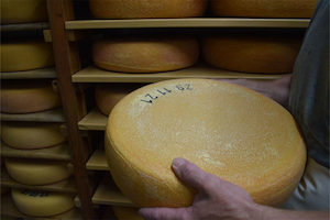 Medium Hard Cheese: Montbeliarde