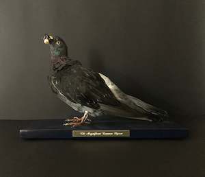 The Magnificent Common Pigeon - Pearl