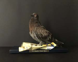 Antionette Ratcliffe: The Magnificent Common Pigeon - Crisps