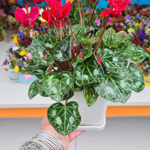 Potted plant -$90 The Barefoot Florist