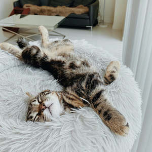 Our Biggest Ever Black Friday Sale: Brooklyn® Deep Sleep Cat Bed